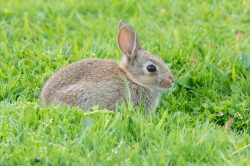 european-rabbit-oryctolagus-cuniculus-3