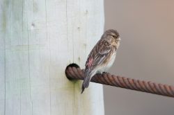 twite-carduelis-flavirostris-2