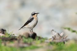 northern-wheatear-oenanthe-oenanthe
