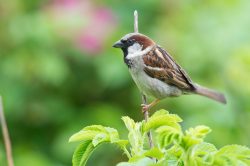house-sparrow-passer-domesticus-6
