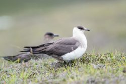 arctic-skua-stercorarius-parasiticus-4