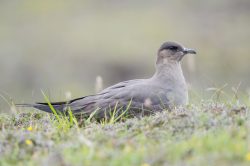 arctic-skua-stercorarius-parasiticus-5