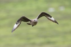 great-skua-catharacta-skua-8