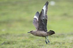 great-skua-catharacta-skua-9