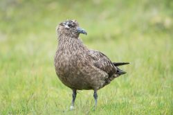 great-skua-catharacta-skua-10