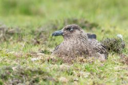 great-skua-catharacta-skua-11