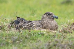 great-skua-catharacta-skua-12
