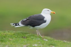 great-black-backed-gull-larus-marinus