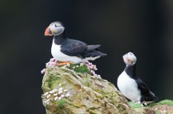 atlantic-puffin-fratercula-arctica-23