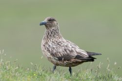 great-skua-catharacta-skua-13
