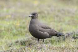 arctic-skua-stercorarius-parasiticus-6