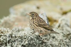 meadow-pipit-anthus-pratensis