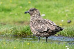 great-skua-catharacta-skua-14