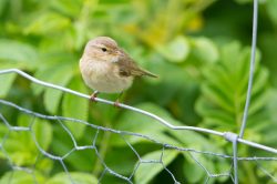 willow-warbler-phylloscopus-trochilus-2