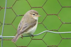 willow-warbler-phylloscopus-trochilus-3