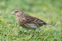 twite-carduelis-flavirostris-3