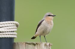 northern-wheatear-oenanthe-oenanthe-2
