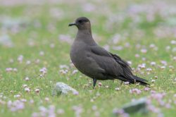 arctic-skua-stercorarius-parasiticus-7
