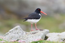 eurasian-oystercatcher-haematopus-ostralegus