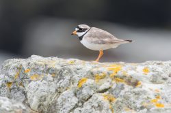 common-ringed-plover-charadrius-hiaticula-4