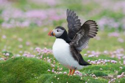 atlantic-puffin-fratercula-arctica-24