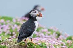 atlantic-puffin-fratercula-arctica-25