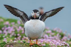 atlantic-puffin-fratercula-arctica-26