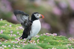 atlantic-puffin-fratercula-arctica-27