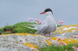 arctic-tern-sterna-paradisaea