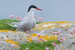 arctic-tern-sterna-paradisaea-2
