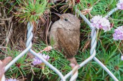 fair-isle-wren-troglodytes-troglodytes