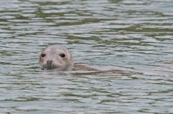 grey-seal-halichoerus-grypus-3