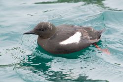 black-gullemot-cepphus-grylle