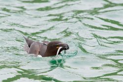 razorbill-alca-torda-3