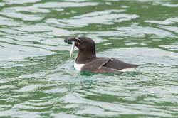 razorbill-alca-torda-4