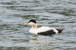 common-eider-duck-somateria-mollissima-13