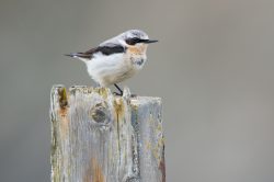 northern-wheatear-oenanthe-oenanthe-3