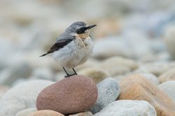 northern-wheatear-oenanthe-oenanthe-4