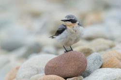 northern-wheatear-oenanthe-oenanthe-5