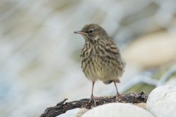 rock-pipit-anthus-petrosus