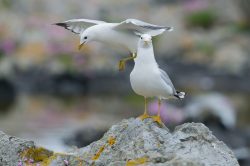 common-gull-larus-canus