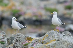 common-gull-larus-canus-2