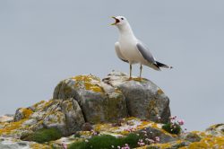 common-gull-larus-canus-3