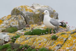 common-gull-larus-canus-4
