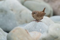 fair-isle-wren-troglodytes-troglodytes-2