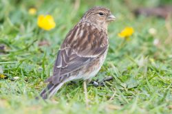 twite-carduelis-flavirostris-4