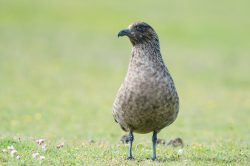 great-skua-catharacta-skua-15