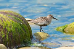 dunlin-calidris-alpina