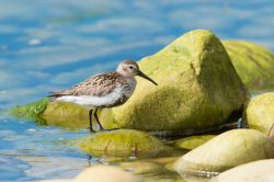 dunlin-calidris-alpina-2