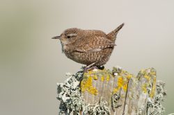 winter-wren-troglodytes-troglodytes